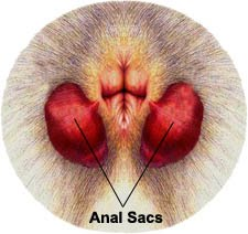 Anal Glands